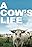 A Cow's Life