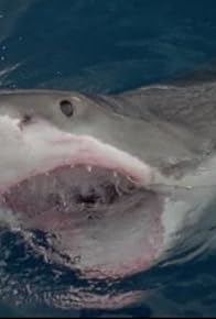 Primary photo for Great White Sharks