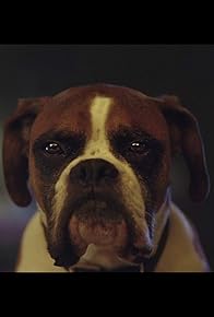 Primary photo for John Lewis: Buster the Boxer