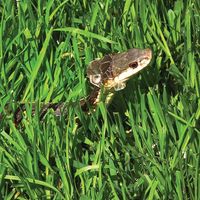 Garter snake