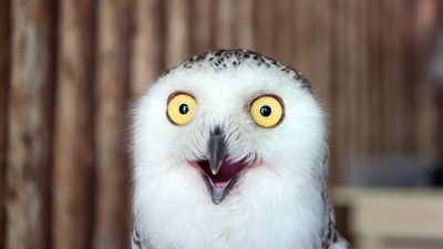 A snowy owl (Bubo scandiacus) looking surprised, wooden background. Surprised, gobsmacked