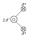 structure of the water molecule showing the charges of the hydrogen and oxygen atoms