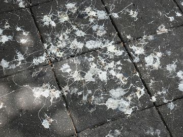 High Angle View Of Bird Dropping On Footpath