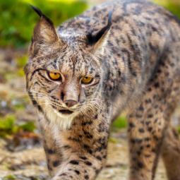 Un nuevo lince ibérico nacido en un pequeño pueblo de Extremadura da aliento a su conservación