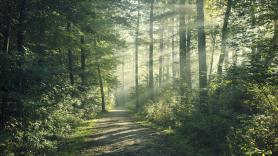 Una mujer se encuentra en el bosque con una montaña de pan abandonado: acuden las autoridades y descubren la amenaza