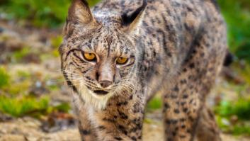 Un nuevo lince ibérico nacido en un pequeño pueblo de Extremadura da aliento a su conservación