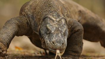 Descubren algo inesperado en los dientes del super lagarto capaz de tragarse una cabra viva en 30 segundos