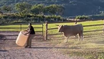 La tierna escena de un granjero y su vaca jugando con un bidón conquista las redes