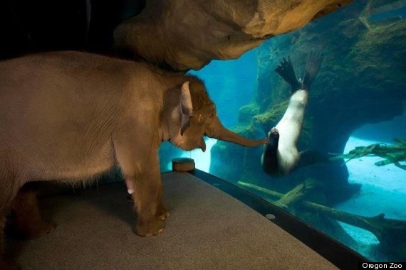 elephant sea lion