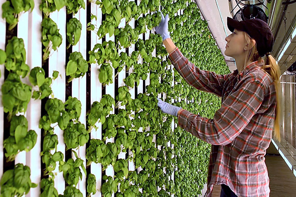 farmer in vertical farm (Credit: BBC)