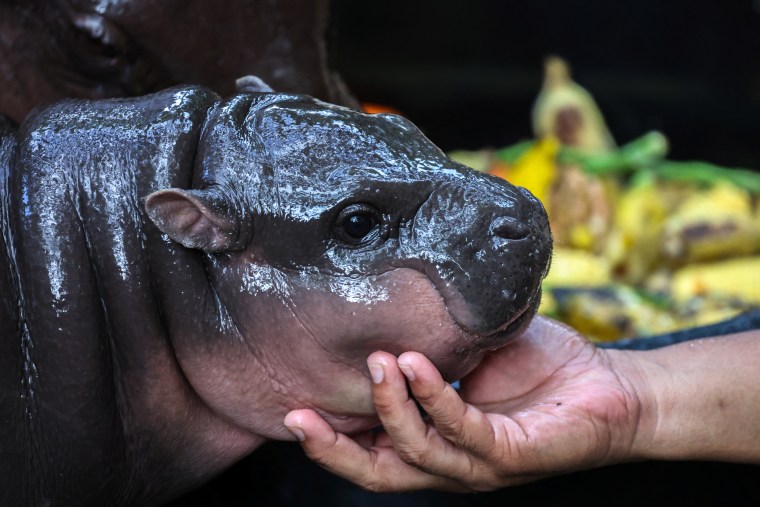 A two-month-old female pygmy hippo named "Moo Deng", who recently become a viral internet sensation, in Thailand