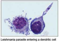 leishmania