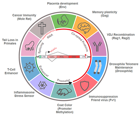 Transposon Domestication figure