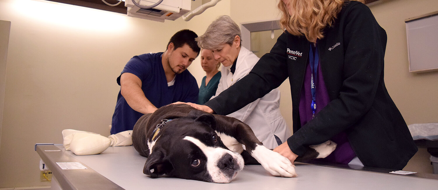 Immunotherapeutic Trials Can Help Dogs With Cancer