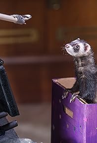 Primary photo for Falcor the Ferret