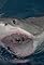 Great White Sharks's primary photo