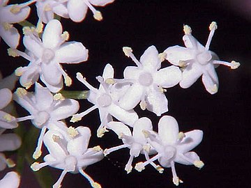 Flowers of S. nigra