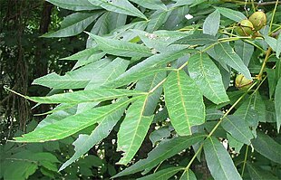 Bitter Hickory (Carya cordiformis). Foto: Jim Conrad.