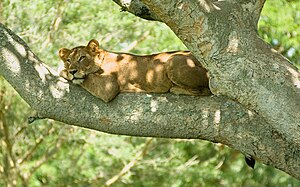 A lioness in Ishasha Southern sector of Queen Elizabeth National Park in southwestern Uganda)