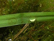 A transparent egg with a white embryo on the leaf of an aquatic plant