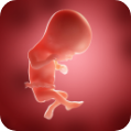 Pregnancy Week Fetus Image