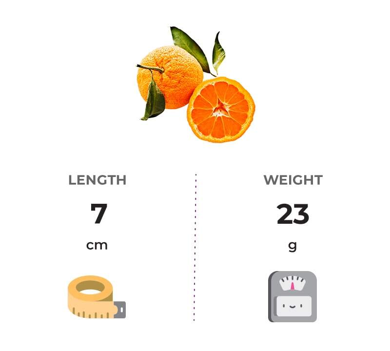 the size of your baby at 13 weeks pregnant