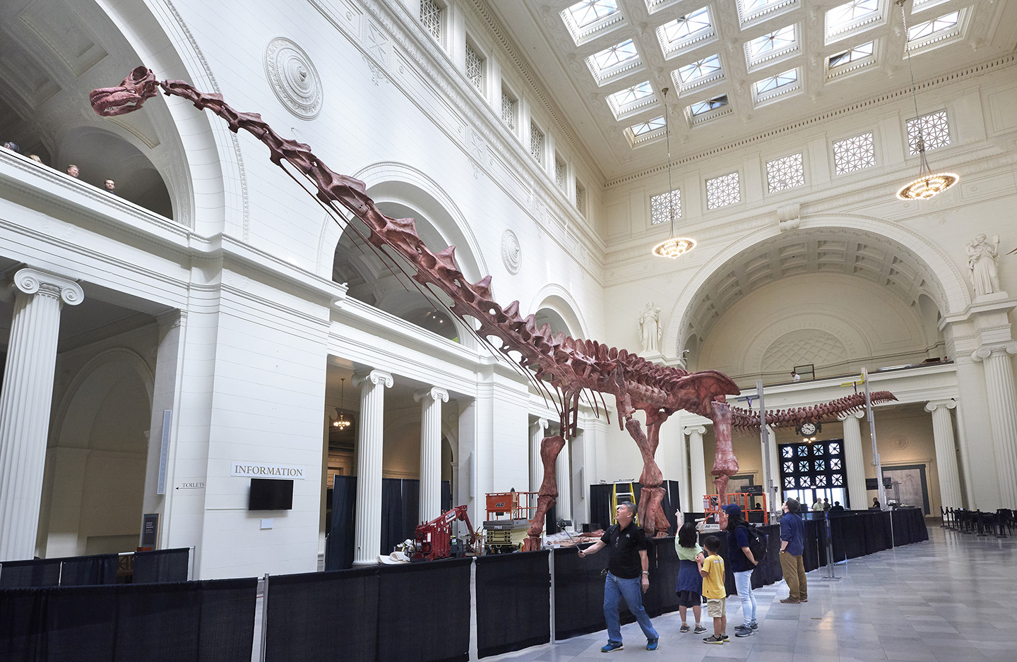 View looking up of a long-necked dinosaur skeleton in the museum's main hall. Its head peeks over the second floor balcony.