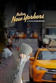 Primary photo for Native New Yorkers: A Pigeon Documentary