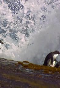 Primary photo for Science of Great Migrations