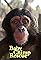 Baby Chimp Rescue's primary photo