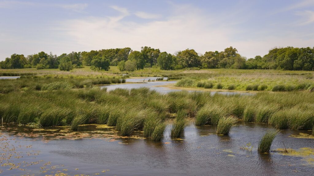 Wetland with grasses growing in the water.