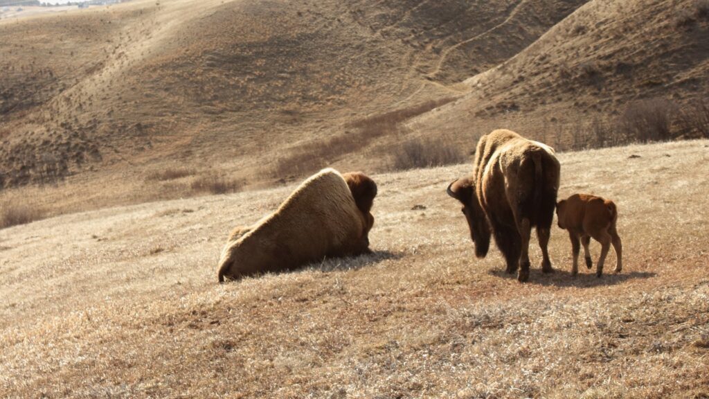 Two adult bison and baby.