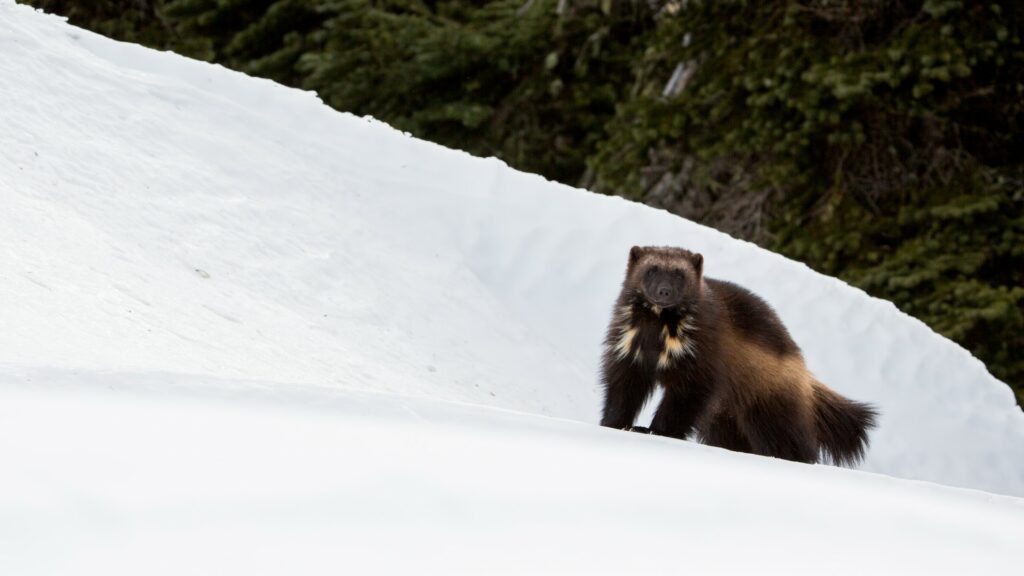 Wolverine standing in the snow.