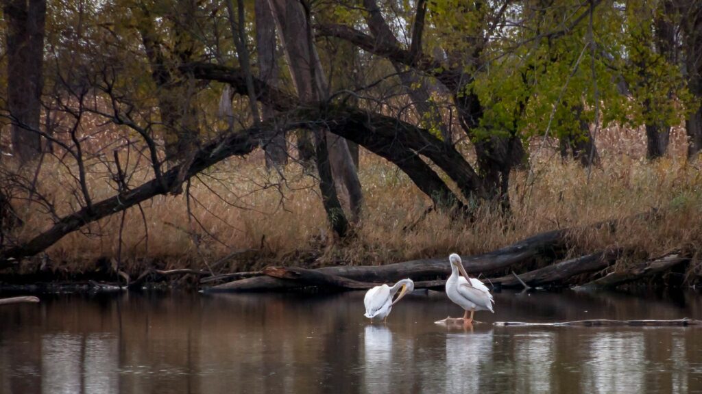 Two white pelicans on lake.