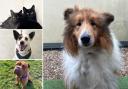 Can you help any of these Essex RSPCA pets find a home?