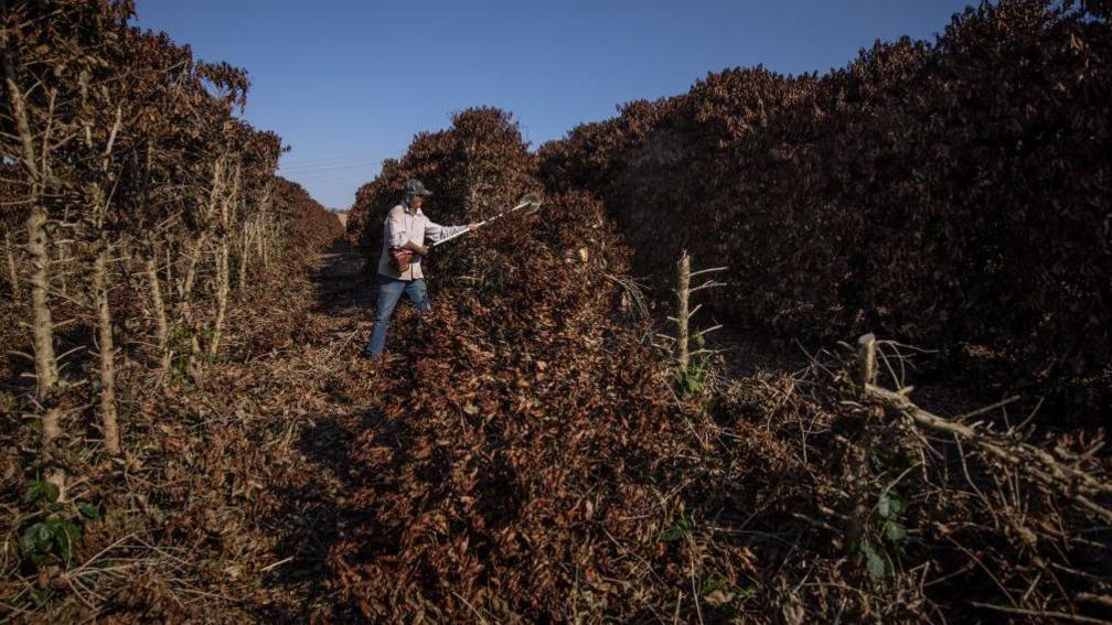 A farmer cuts down coffee plants destroyed by frost during extremely low temperatures near Caconde, Sao Paulo state, Brazil, on Wednesday, Aug. 25, 2021