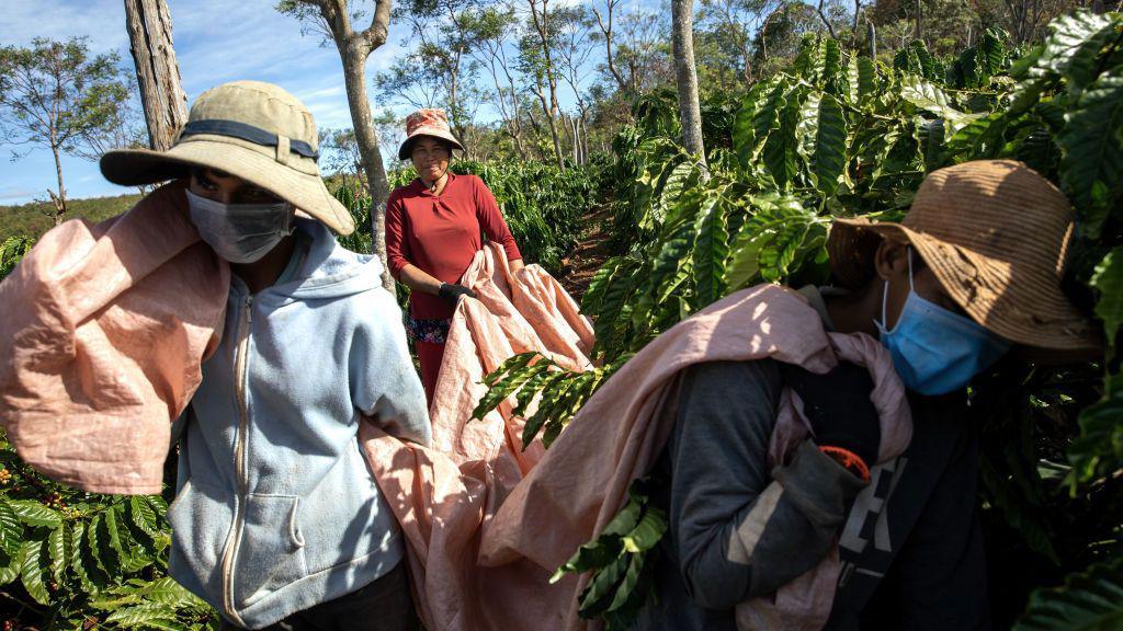 Workers carry harvested coffee cherries at a farm in Dak Doa village in Pleiku, Vietnam