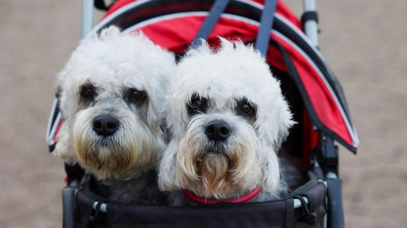 A woman pushes a pram containing dogs as they arrive on the first day of the Crufts dog show in Birmingham . The dogs have white fur and dark eyes and sit in a pram which is metal rimmed with black material making the basket.