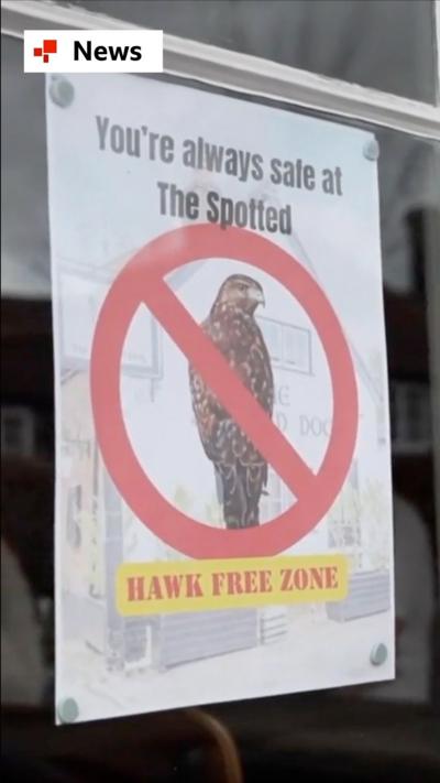 A poster saying 'Hawk free zone' in a shop window.