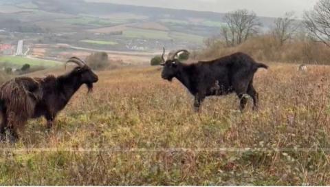 MacGyver a dark brown goat (right) alongside a similar looking goat grazing in rolling hills