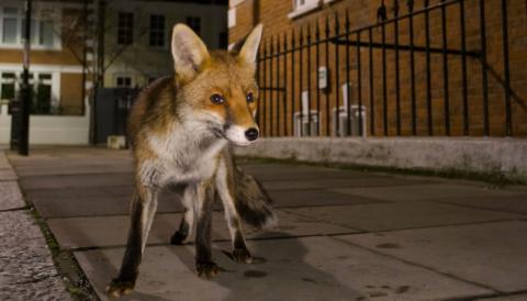 A fox standing on a street.