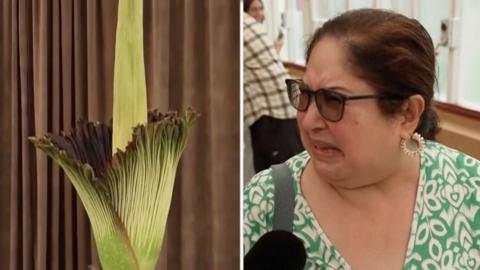 Split screen of "corpse flower" in bloom and woman scrunching her nose in disgust