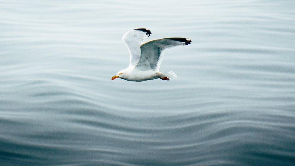 Herring gull