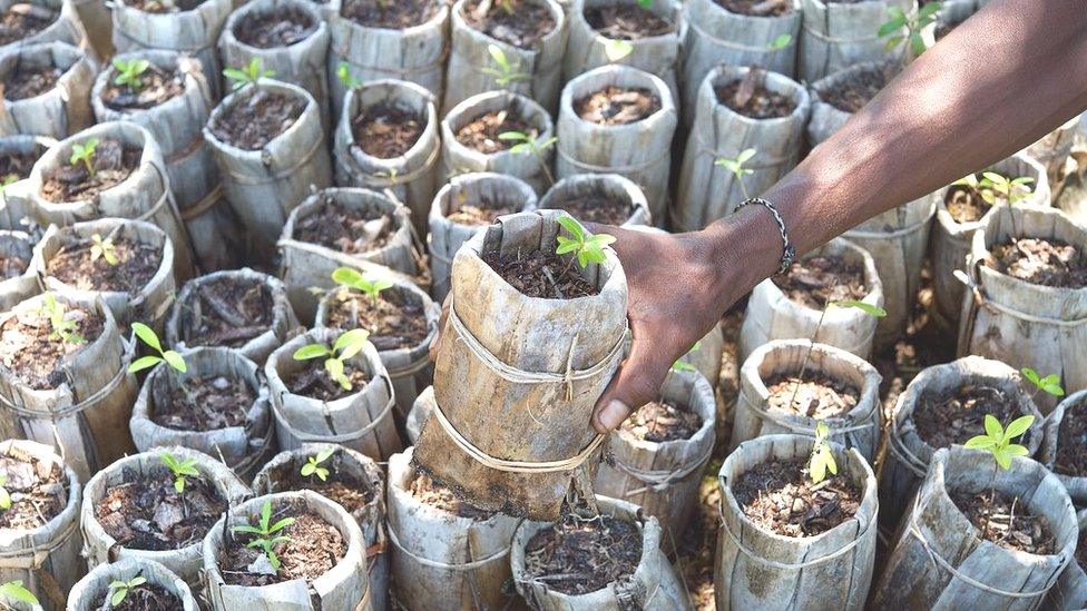 Tree seedlings laid out across the ground