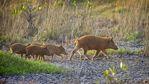 A family of feral pigs in Florida, US (Credit: Getty Images)