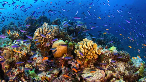 Could tech protect our coral reefs?