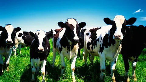 The Japanese town turning cow manure into hydrogen fuel