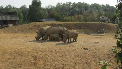 Andrew Woodger/BBC A group of four rhinoceros, including a very young one, a slightly larger one and two adults, in a sandy outdoor enclosure with two zebra visible on a mound behind them, and another zebra behind the mound near a zoo building