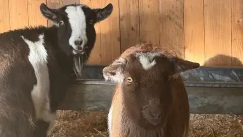 Kew Little Pigs A black and white goat, standing next to a brown goat, in a wooden barn. They are looking at the camera. There is straw on the ground and a metal trough.