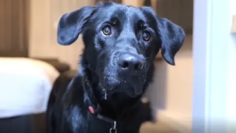 Correspondent Sean Dilley has been getting to know his new guide dog, also called Shawn.